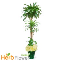 2m대형화분 개업화분 행운목 금전수 황금죽 축하화분 전국당일꽃배달, A-03 행운목