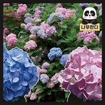 (나무판다) 엔들레스썸머 수국 나무 묘목 14종 시리즈, 4.오리지널 C2 포트, 1개