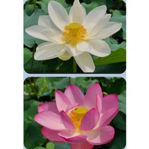 연꽃 모종 (백련.홍련) 랜덤 3촉, 1개