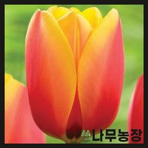 (나무농장) 튤립구근 옥스포드 엘리트 10개묶음