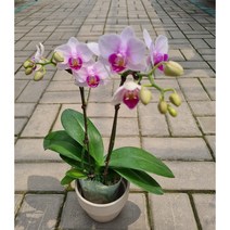 레이호접 서양란 미니호접란 레이호접난 관엽식물 공기정화식물 토분 풀잎이야기, 기본 플라스틱 포트
