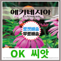 [OK씨앗] [에키네시아] 에키네시아꽃씨앗 종자(오케이씨앗), 1개