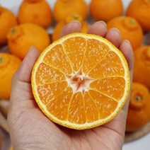 제주 한라봉 노지 한라봉 1박스, 제주 자연 한라봉 미니 5kg 26-33과