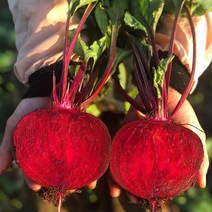 레드비트 10kg 예천 햇 비트 산지직송