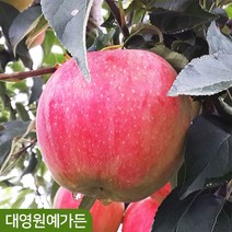 사과나무 R3 결실주 루비에스 미얀마사과, 미얀마사과(부사/후지) R3 흙분