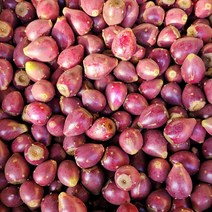 꼭지네 제주 백년초 생과 열매 3kg 5kg 10kg, 백년초 3kg