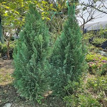 충주원예조경 / 측백 / 컬럼나리스 / 7치 사각화분, 주