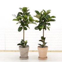 화수분 외목대 인도고무나무 이태리토분세트 카페식물 신혼집화분 키우기쉬운식물, 볼케노(모카색)