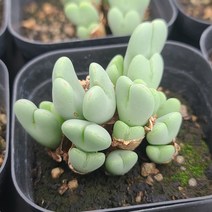 [소소한다육] 축전 코노피튬속 다육식물, 1개
