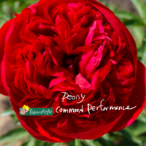 겹작약 [1포트] 커맨드 퍼포먼스 레드 (복남이네 야생화 모종 peony)
