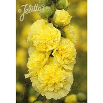 피어나라야생화 겹접시꽃 씨앗 (노랑) 1Set 20닙