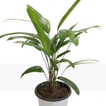 [꽃사랑식물나라] 관음죽(중품) 관엽 공기정화식물 식물키우기 화분, 1개