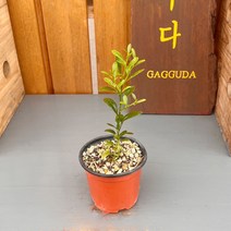 가꾸다 애기귤나무 금두 소품분재 공기정화식물, 1개