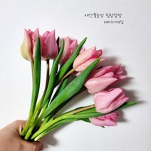 [필랑말랑] 튤립 레이저게임 핑크 생화 1단 꽃농장직배송 태안꽃농장 화훼농가돕기 농장직송꽃, 튤립: 레이저게임