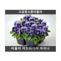 식용꽃 씨앗 모음 ... - (비올라 페니 오렌지 10립), 비올라 어드마이어 마리나 10립