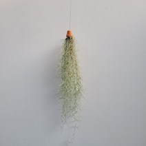 작은 토분 수염틸란드시아 이오난사 40~60cm 59