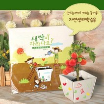 현hmvy_상자텃밭 자연관찰학습 식물키우기 화분키우기 교구 실내 종이 만들기 키우기세트 씨앗세트♥sngr1, ♥sngr1봉선화