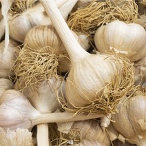 홍산마늘 100개 한접 산지직송 2023년 햇마늘, 50개