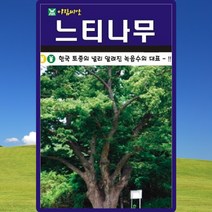 느티나무 씨앗 느티나무 씨 종자 300립, 단품