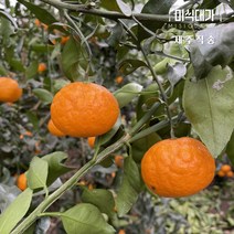 당일수확 제주 설국향 수라향 신비향 가정용 상품 못난이 3kg 5kg 10kg, 상품 5kg, 1개