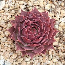꽃다리 골드바위솔 38 다육식물 바위솔 아이만배송