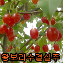 왕보리수나무 키1.2미터 결실주 2그루 나무 묘목 보리수나무