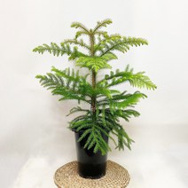 아라우카리아 (호주삼나무), 1개