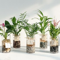 가훼하우스 유리스톤 수경재배 몬스테라 안시리움 스파트필름 극락조, 라바스톤레드, 필로덴드론버킨