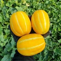 산지직송 성주참외 가정용참외 선물용참외 꼬마참외 2kg 3kg 5kg, 성주참외 꼬마용 5kg