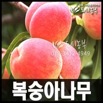 복숭아나무/천도복숭아/천홍/개복숭아/황도/2주이상