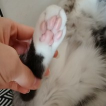 미니 LED 강아지 고양이 발바닥 미용 이발기 털 바리깡 애완동물 슬개골탈구 미끄럼 예방, 화이트