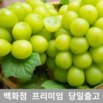 샤인머스켓 1kg 샤인머스켓묘목 과일선물세트 샤인, 1, 본상품선택