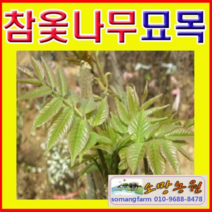 (성실G)참옻나무묘목(실생3년) 5그루, 1개