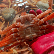 산지직송 동해안 속초 자숙 홍게 3kg 10미 4차선별 수율 70~80% 보장, 자숙홍게 3kg (10미), 1개
