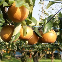 크기 소과 지역 랜덤 특급 배 5kg 황금 즙 선물세트 가격 만들기 주스 흠집크기 소과 지역 랜덤 특급 배 5kg 황금 즙 선물세트 가격 만들기 주스 흠집, 본상품