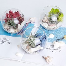 공기정화 천연 가습 DIY 테라리움 틸란드시아 이오난사 스칸디아모스, 네츄럴, 어항볼 DIY