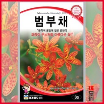 범부채 씨앗 3g / 다년생 꽃 사간씨앗 꽃씨 blackberry lily seed