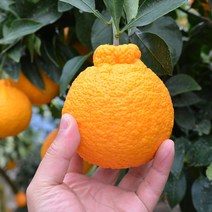 (담아팜) 가정용 한라봉 3kg 5kg 10kg, 최상품 한라봉 10kg 중대과 (28-32과)