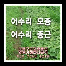 어수리종근 8주, 1개