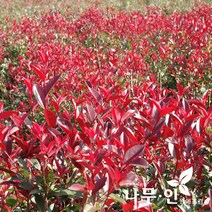 [나무인] 홍가시나무(레드로빈품종)