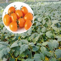 노랑 대추 토마토 모종 (5개)