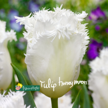 튤립 허니문 [4포트] (복남이네 야생화 구근식물 화이트 프린지드 튜울립 tulip)