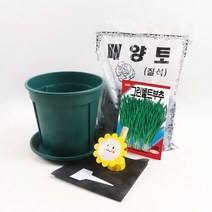 미미네가든 초보 부추 키우기 6종 세트, 단품