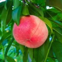 백도(딱딱이와 말랑이) 황도(아삭이와 달콤이)복숭아묘목, 황도복숭아나무