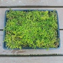 큰깃털이끼(19x15cm)/테라리움 비바리움 팔루다리움 DIY재료