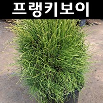 프랭키보이 나무 묘목 키1m(분) 1개/정원/공원/조경수