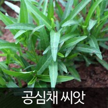 공심채 씨앗 채소 종자 야채 동남아 샐러드 씨 10g