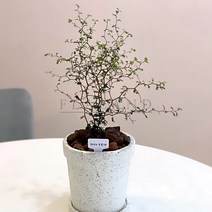플라랜드 공기정화식물 집들이선물 마오리 소포라 테라조 대리석 원띠화분, 마오리소포라_테라조원띠