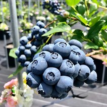 블루베리묘목 아마카 블루엔유105 / 신맛이 적은품종 / 삽3년생 FT9-0
