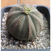 선인장/오베사 -20